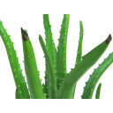 Europalms Aloe Vera Plant, 63cm