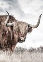 Winter Highland Cow Plakat Plakat / 50x70cm