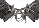 Eye to Eye   Elk fight Plakat Plakat / 100x150cm