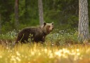 Brown Bear In Forest Plakat / 30x40