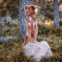 Woolly Wolf Alpha 360 Hundesele Terracotta Blå Xs 