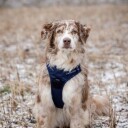 Feel Active Training Hundsele Mørkeblå Xl 