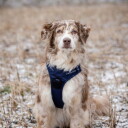 Feel Active Training Hundsele Mørkeblå M 