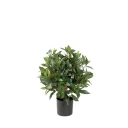 Mr Plant Lagerbladtre 50 cm