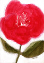 Floral In Red for Cierra Plakat Plakat / 50x70cm