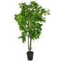 Mr Plant Benjaminfiken 210 cm