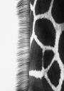 Giraffe Neck Plakat Plakat / 40x50cm