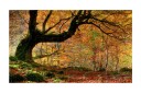 Fototapet Høst Skog Og Løv 450x270 - Artgeist sp. z o. o.