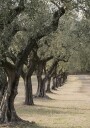 Trail In The Olive Garden Plakat Plakat / 100x150cm