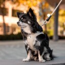 Curli Air-Mesh Hundesele Clasp XS Beige
