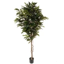 Mr Plant Longifolia Tre 200 cm