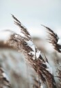 Winter Reed Plakat Plakat / 21x30cm