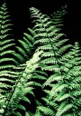 Forest Ferns Plakat Plakat / 100x150cm