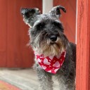 Halstørkle Bandana Hund-Katt Hjertemønster Rød