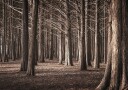 Pinewood Forest Plakat Plakat / 40x50cm