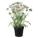 Mr Plant Skabiosa Potteplante 70 cm Rosa