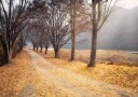 In the middle of autumn Poster Plakat / 40x50cm