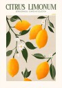 Golden Citrus Delight Plakat Plakat / 21x30cm