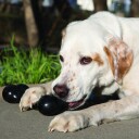 Kong Extreme Goodie Bone M (6.5 cm)