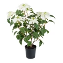 Mr Plant Julestjerne 70 cm Hvit