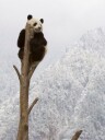 WWF Kosedyr Sittende Panda 47 cm
