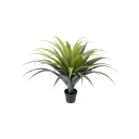 Mr Plant Agave Sukkulent 110 cm