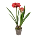 Mr Plant Amaryllis 90 cm Rød
