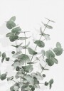 Eucalyptus Creative 16 Plakat Plakat / 50x70cm