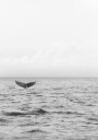 Ocean Whale Tail Plakat / 50x70