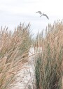 Seagull & Beach Grass Plakat Plakat / 100x150cm