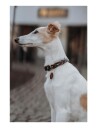 Hunter Hundehalsbånd Solid Education Cord Lær Mørkebrun/Turkis XS 40cm
