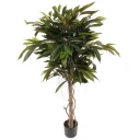 Mr Plant Longifolia Tre 150 cm