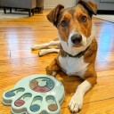 Pote Hjernetrim For Hund Aktivitetsleke For Mental Trening
