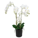 Mr Plant Phalaenopsis Orkide 130 cm Hvit