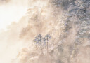 Pinus taiwanensis in the clouds Plakat Plakat / 100x150cm