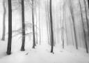 Silence of the forest Plakat Plakat / 40x50cm