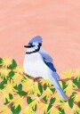Blue Jay Bird Plakat Plakat / 100x150cm