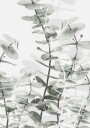 Pictufy Studio Iii Eucalyptus No.1 Plakat Plakat / 70x100cm