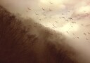 Birds In Golden Mist Plakat / 100x150