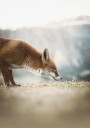 The Little Fox Plakat Plakat / 40x50cm