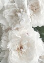 Bouquet Of White Peonies Plakat Plakat / 40x50cm