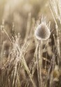 Dew-Covered Grass Head Plakat Plakat / 70x100cm