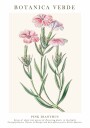 Pink Dianthus Botanical Plakat Plakat / 70x100cm