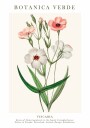 Viscaria Botanical Plakat Plakat / 21x30cm
