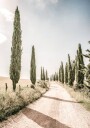 Cypress Tree Alley Plakat Plakat / 21x30cm