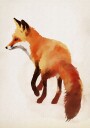 Red Fox Illustration Plakat / 40x50