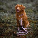 Tyylivoitto Hundekobbel Flettet Lila (16Mm X 200Cm)