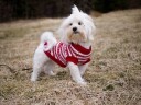Rød Fanakofte For Hund 70% Ull (Tispemodell)
