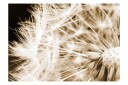 Fototapet Dandelion Sepia 150x105 - Artgeist sp. z o. o.
