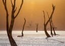 Orange Desert Trees Plakat / 21x30